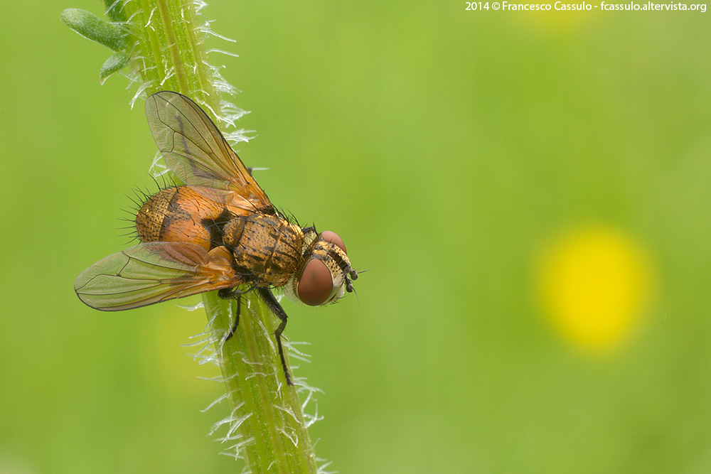 Aiuto ID dipterta - tachimide